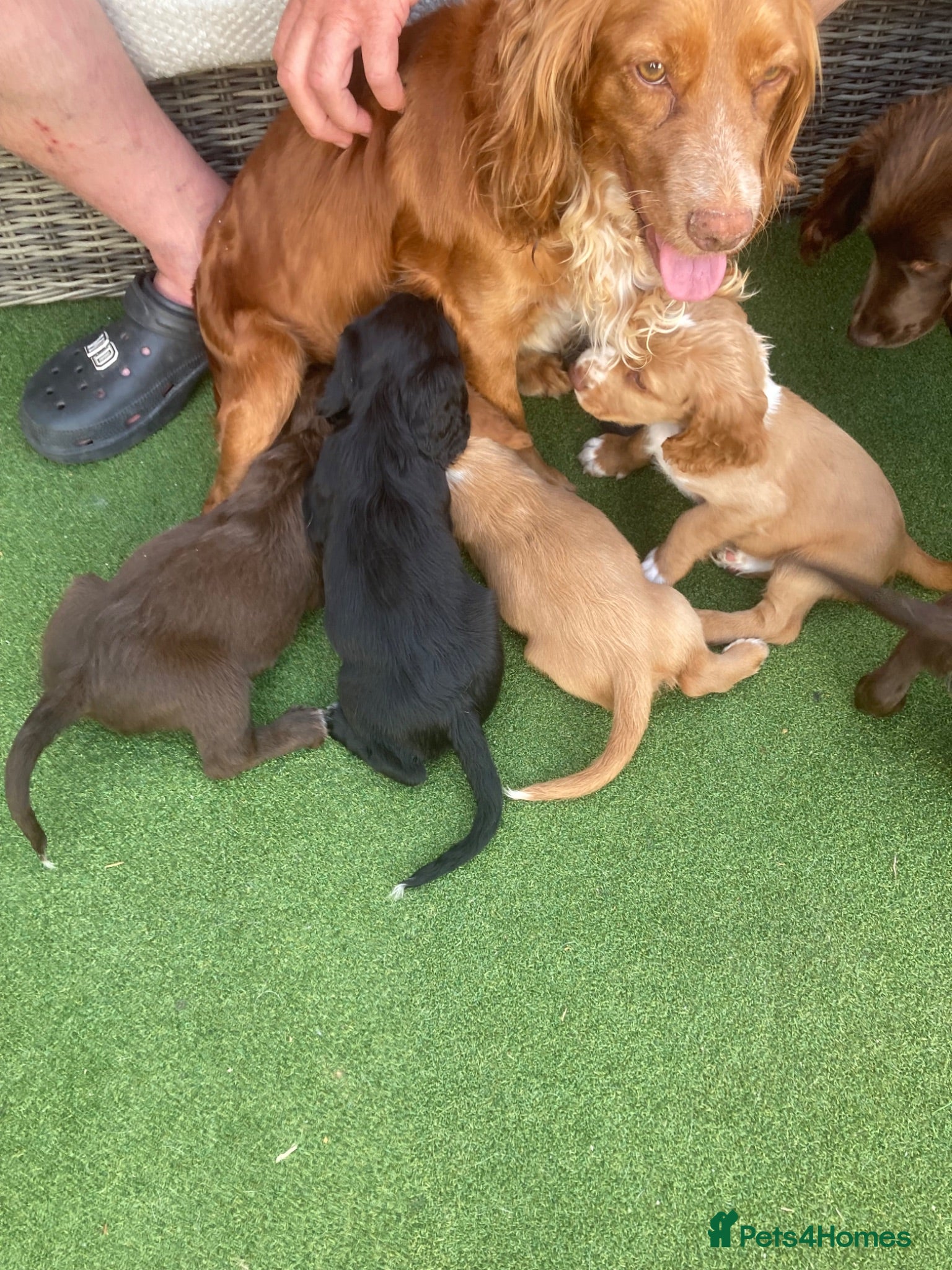 Cocker Spaniel dogs Cocker spaniel puppies - Advert 1