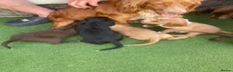 Cocker Spaniel dogs for sale: Cocker spaniel puppies in Evesham - Advert 1