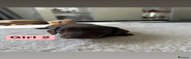 Dachshund Puppy 2
