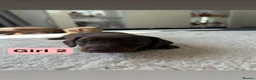 Dachshund dogs for sale: 3 Standard Dachshunds  in Gloucester - Advert 5