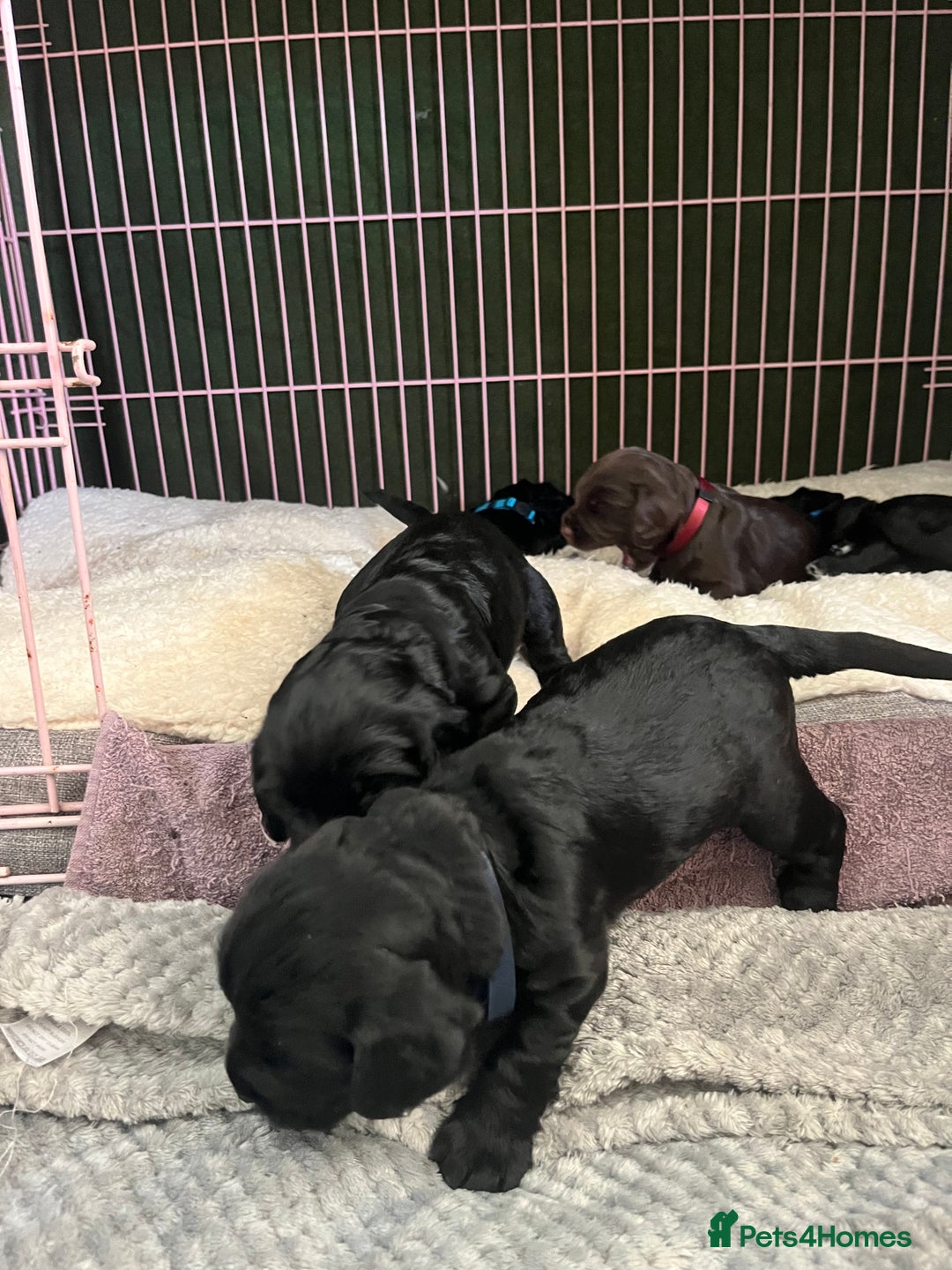 Cocker Spaniel dogs for sale: ‼️ONE GIRL LEFT‼️Working cocker spaniel puppies🐾 - Image 13
