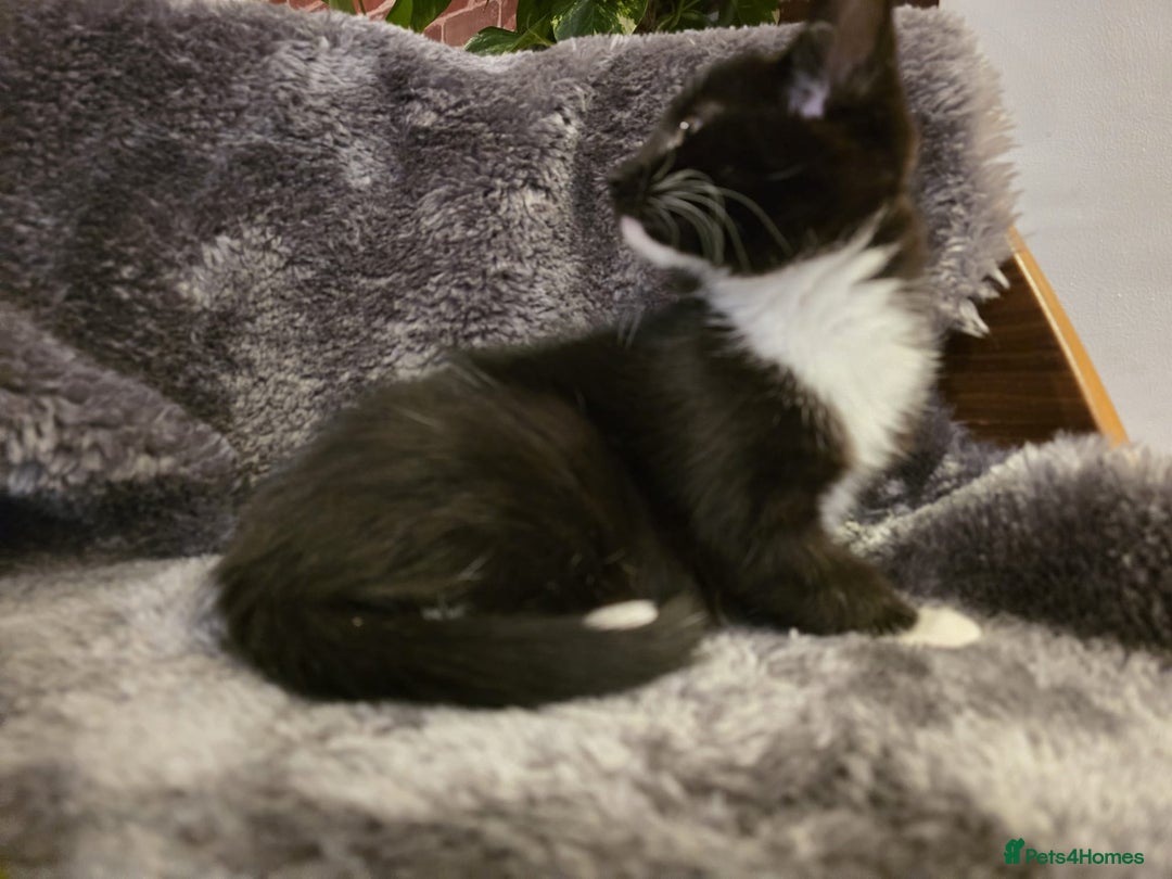 Ragdoll cats for sale: Rehomed  - Advert 20