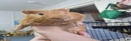 Guinea Pig rodents for sale: Orange guinea pig in London - Advert 4