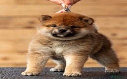 Japanese Shiba Inu dogs for sale: ❤️Shiba Inu – Red Female Puppy❤️ - Image 2