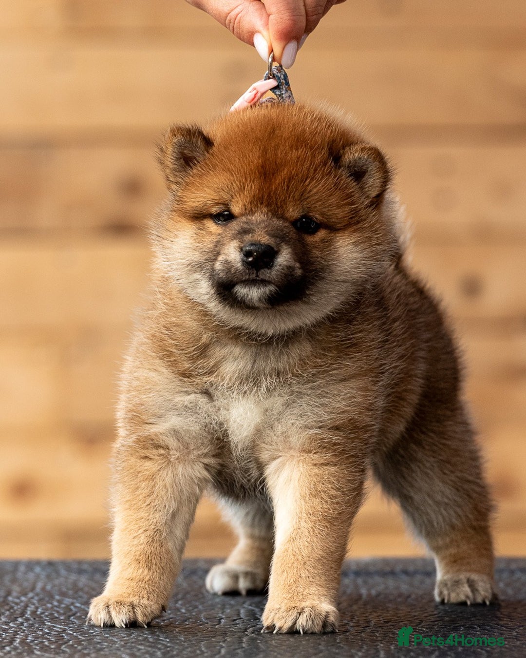 Japanese Shiba Inu dogs for sale: ❤️Shiba Inu – Red Female Puppy❤️ - Image 2