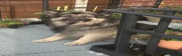 German Shepherd dogs for sale: Stunning long haired black puppies large nchunky  - Advert 3
