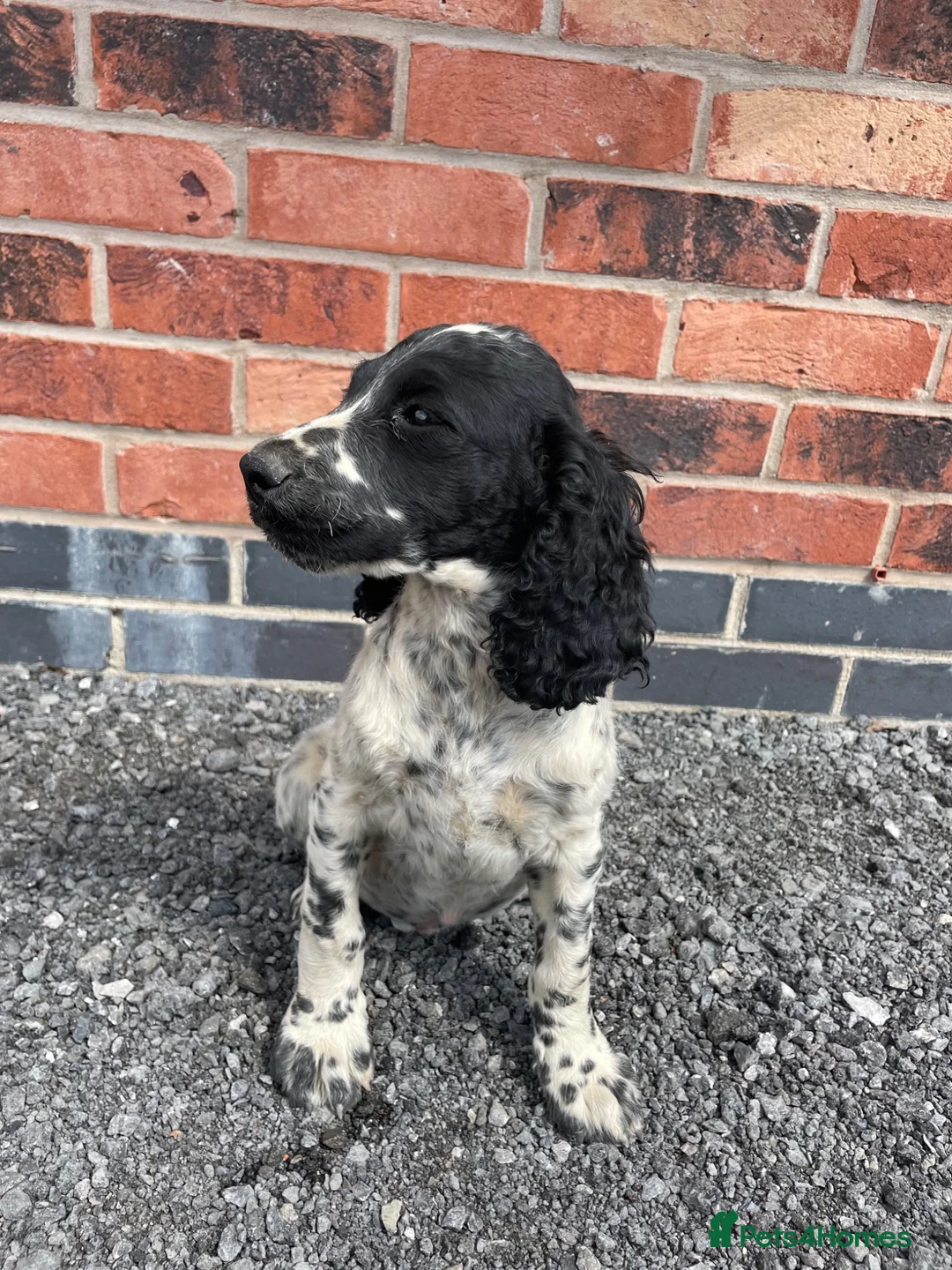Cockapoo dogs for sale: 2 beautiful cockapoo puppies - Advert 13