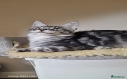 Maine Coon cats for sale: Pure maine coon kittens - Image 24