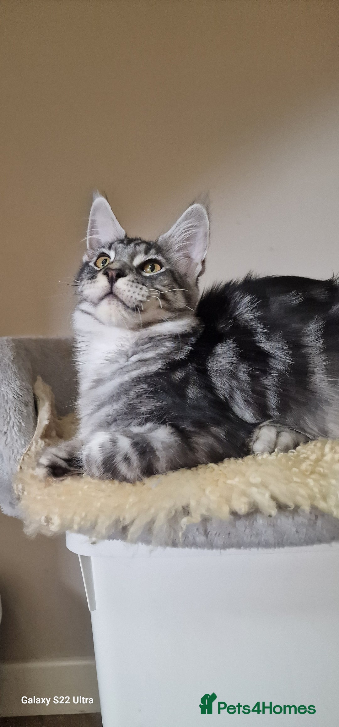 Maine Coon cats for sale: Pure maine coon kittens - Image 24