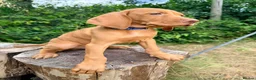 Hungarian Vizsla dogs for sale: KC Reg Hungarian Vizsla pups Hip/Elbow DNA Tested - Advert 6