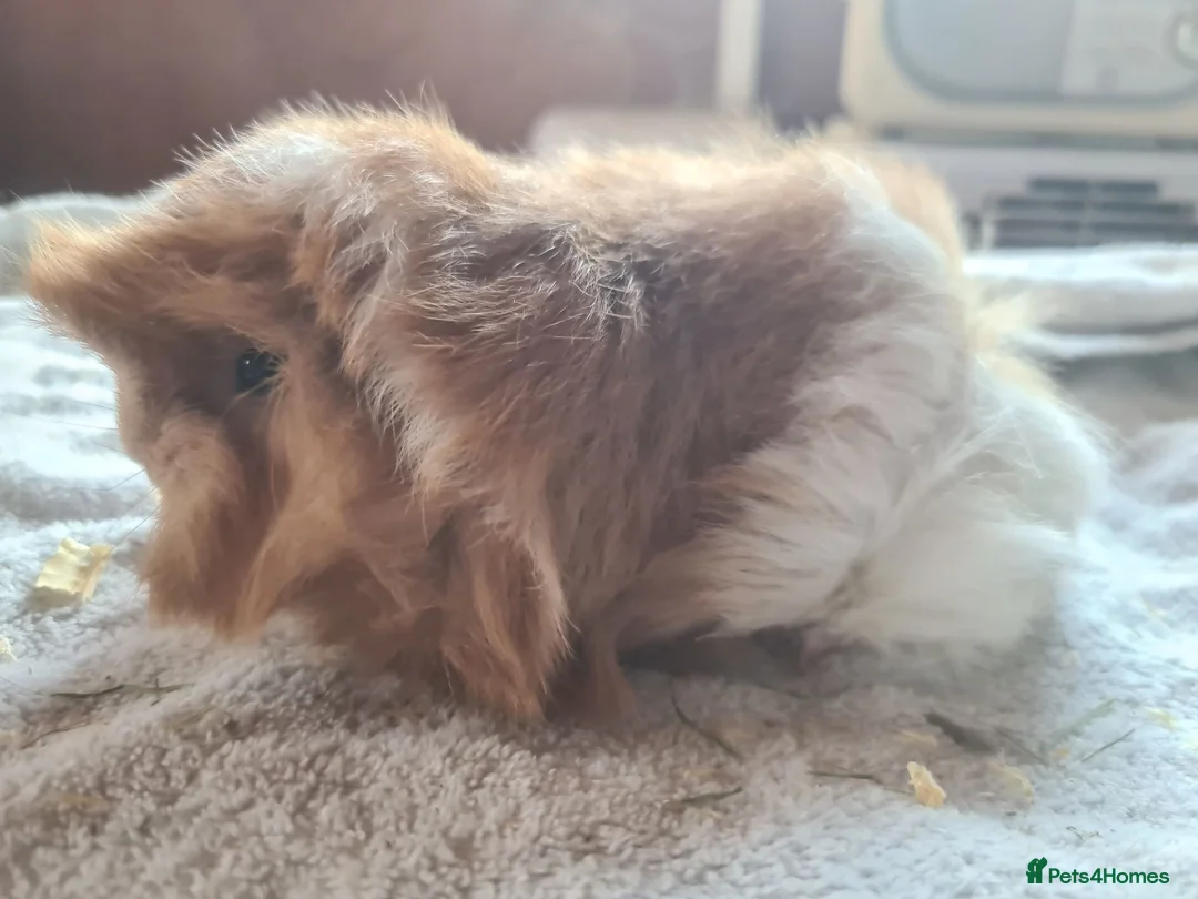 Guinea Pig rodents for sale: Pet peruvain  and sheltie boars bonded  - Advert 2