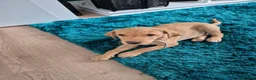 Labrador Retriever dogs for sale: Labrador puppy - Advert 5