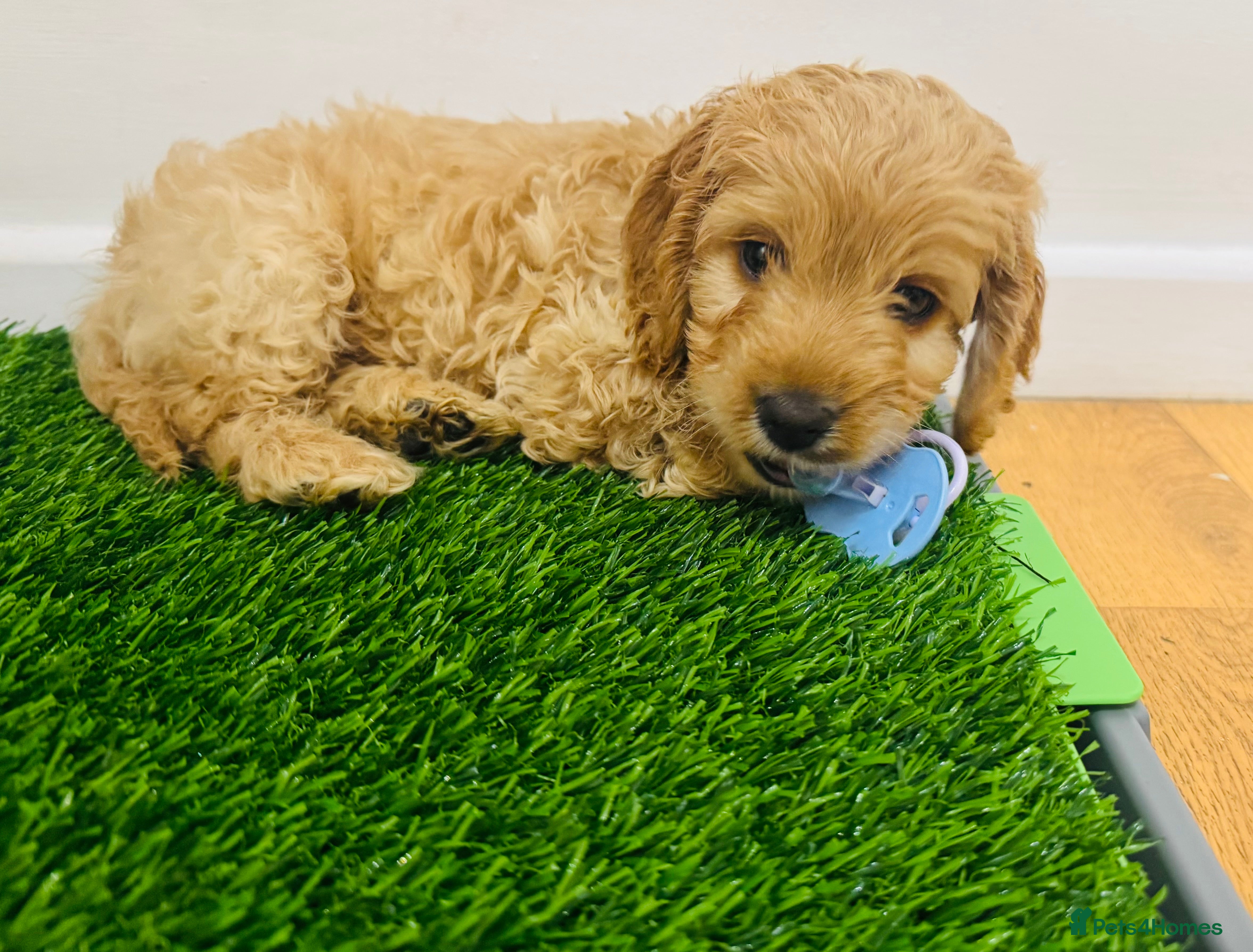 Cockapoo dogs Male Cockerpoo - Advert 1