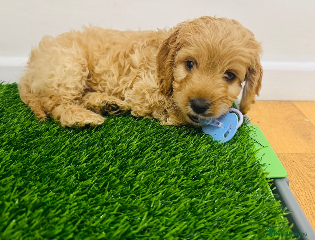 Cockapoo dogs for sale: Male Cockerpoo - Advert 1