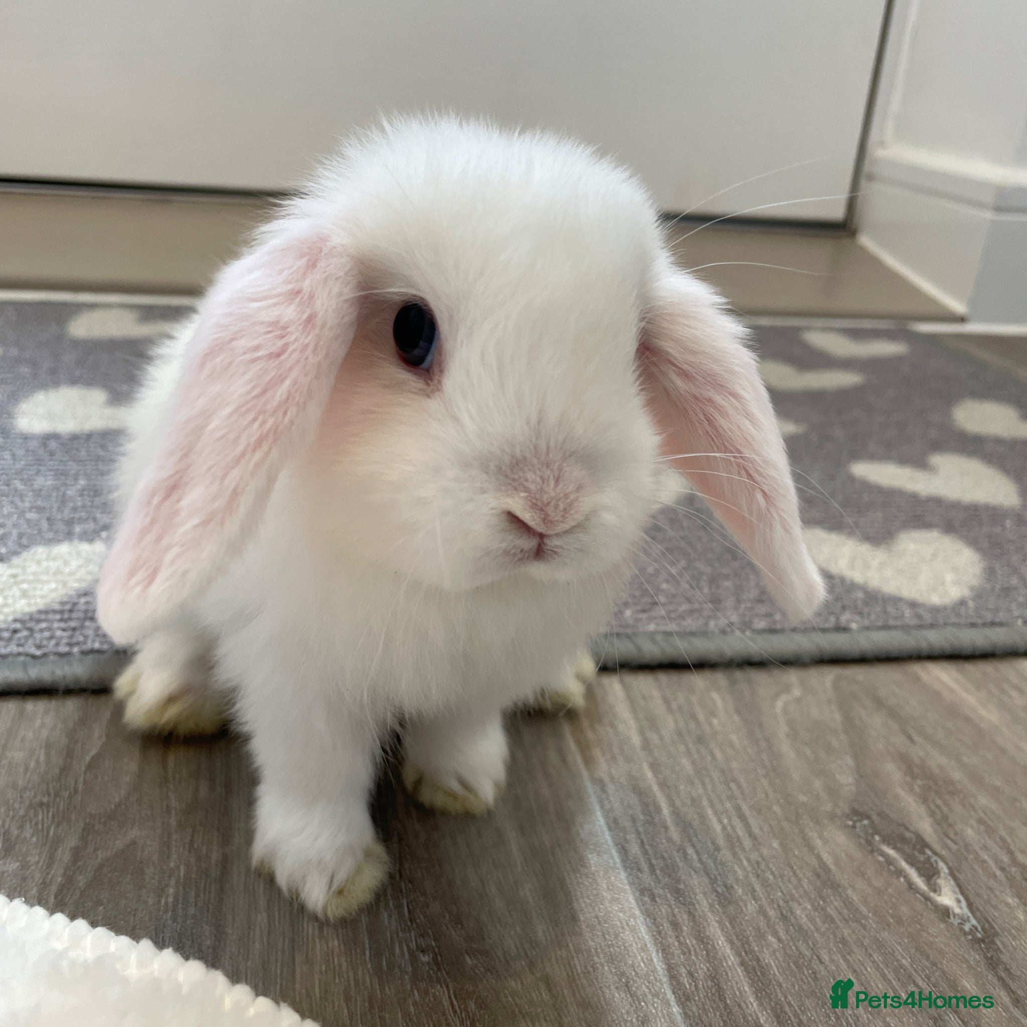 Mini Lop rabbits Beautiful mini lops for sale  - Advert 2