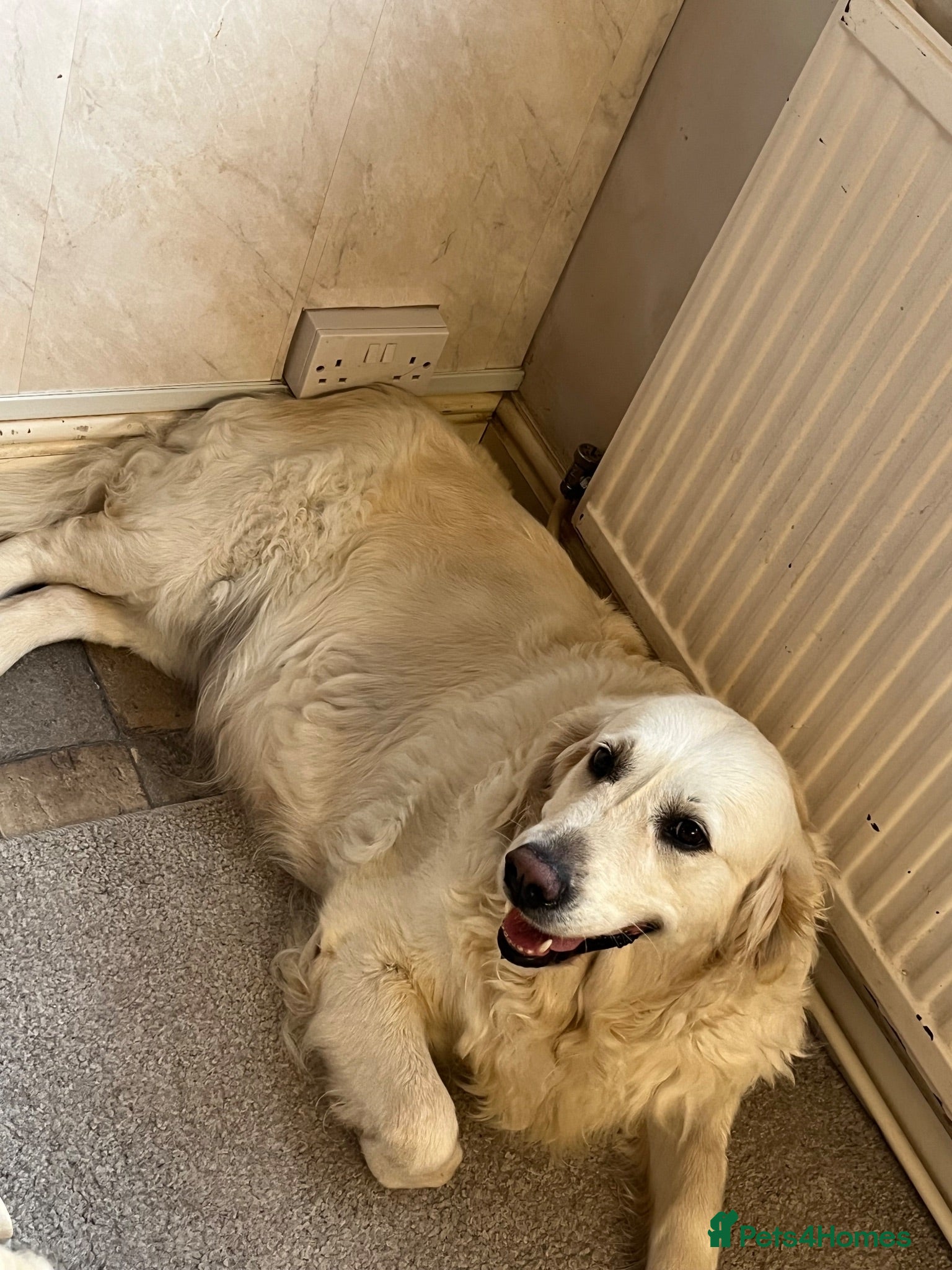 Golden Retriever dogs Beautiful litter due - Advert 3