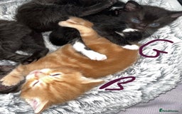 British Shorthair cats for sale: 6 kittens for sale 3 girls 3 boys  - Image 3