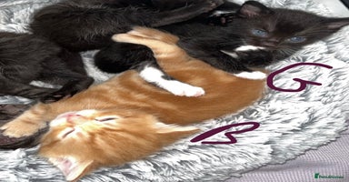 British Shorthair cats - Advert 3