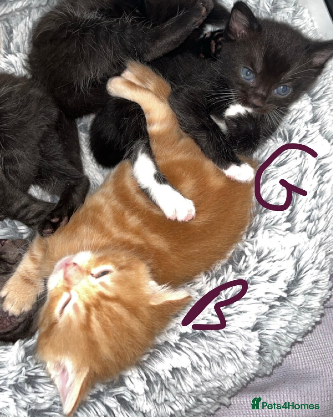 British Shorthair cats for sale: 6 kittens for sale 3 girls 3 boys  - Image 3