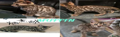 Bengal 1 Muffin 