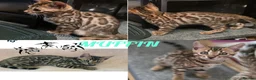 Bengal cats for sale: Stunning Bengal kittens  - Advert 4