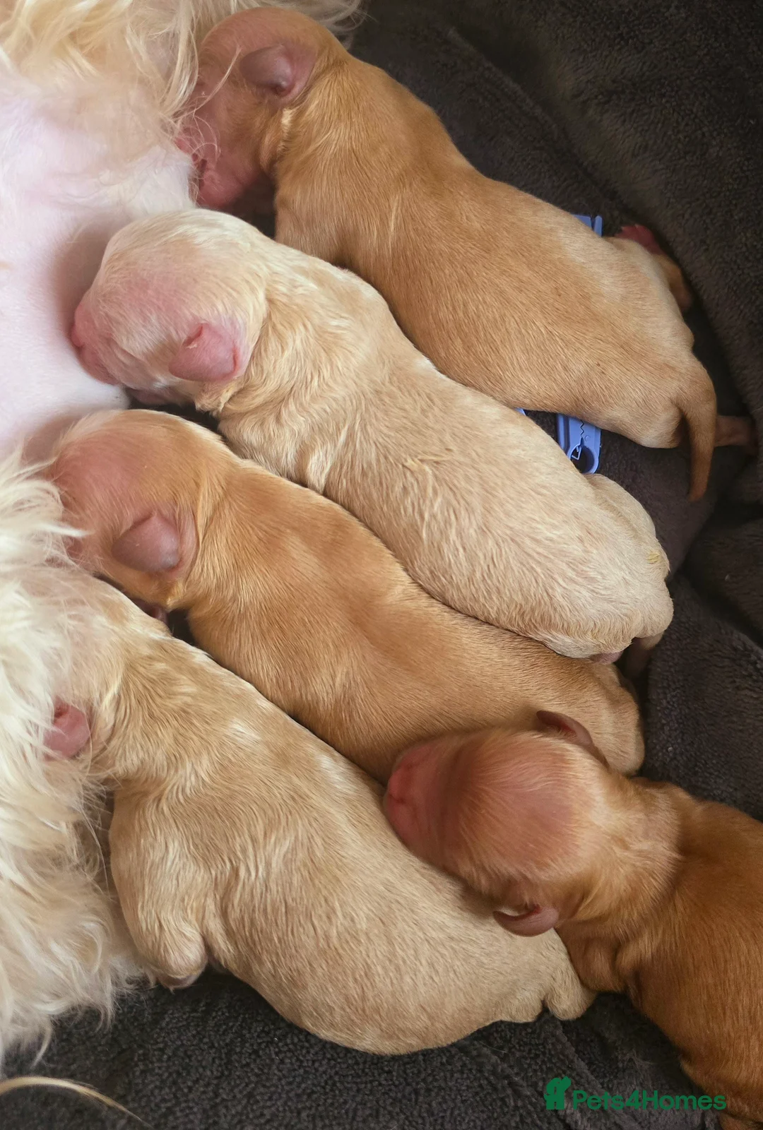 Cavapoo dogs for sale: Cavapoobabiesuk litter has arriced - Advert 4