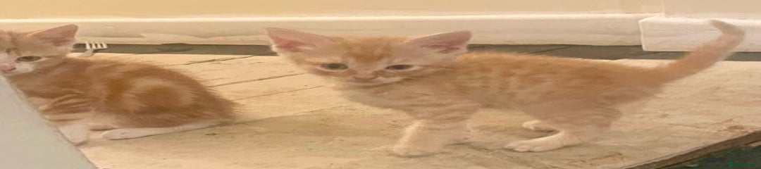 British Shorthair Kitten 2