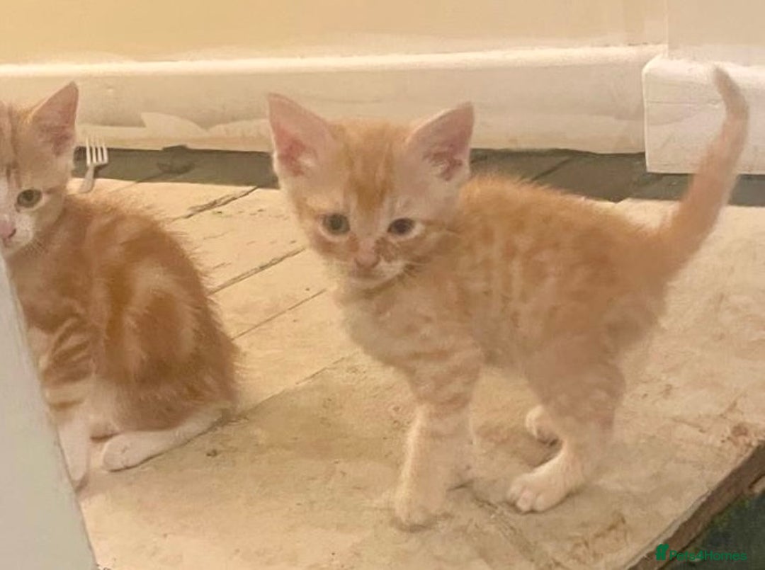 Mixed Breed cats for sale: Kittens ready now - Image 2