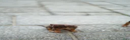 Jack Russell dogs for sale: Beautiful Jack Russell puppies for sale - Advert 14