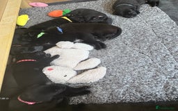 Labrador Retriever dogs for sale: Black Labrador puppies - Image 5