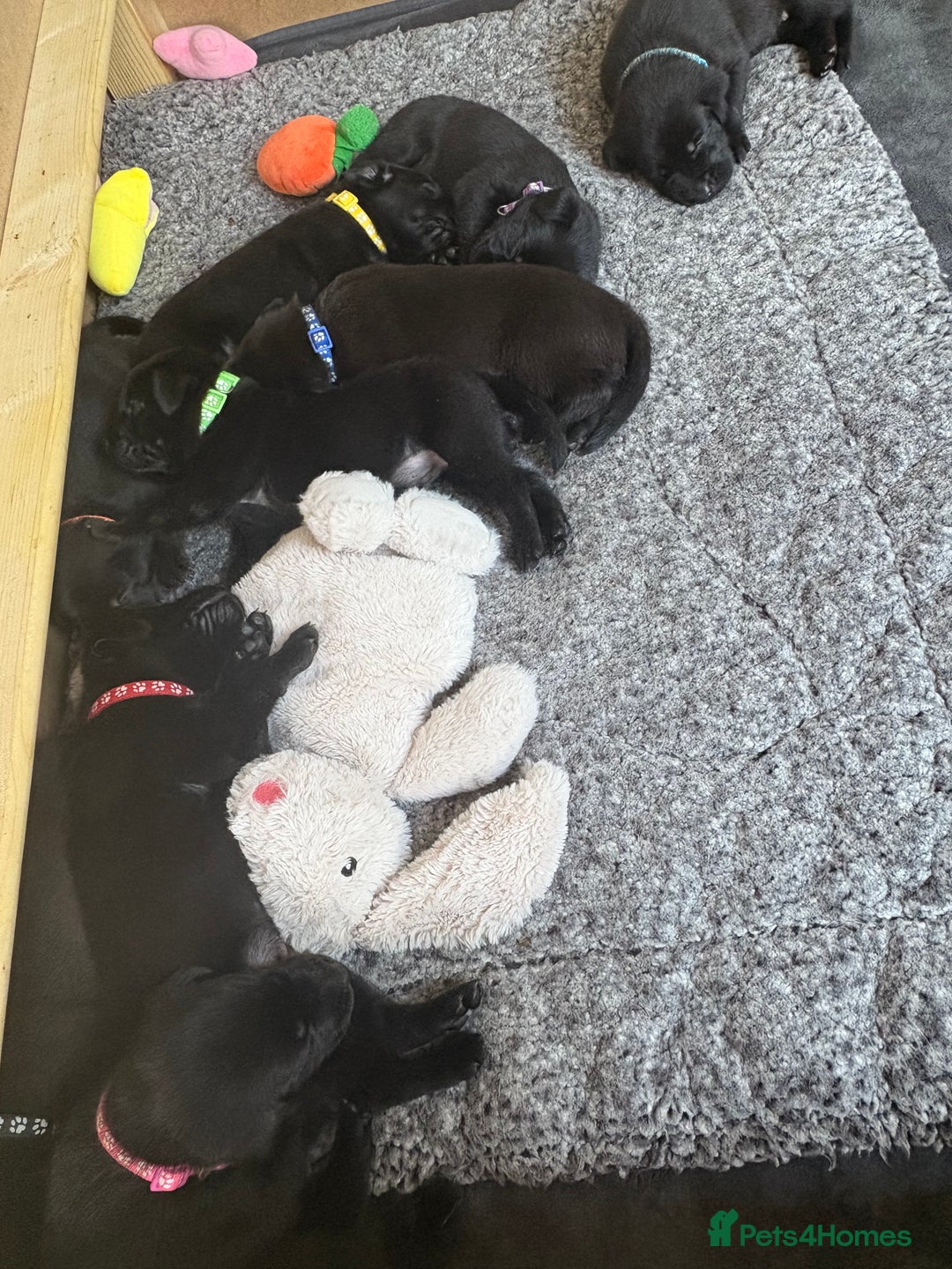 Labrador Retriever dogs for sale: Black Labrador puppies - Image 5