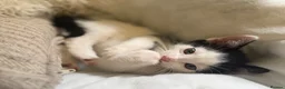 Mixed Breed cats for sale: 3 x Black & white kittens, 1 x boy, 2 x girl in Port Talbot - Advert 35