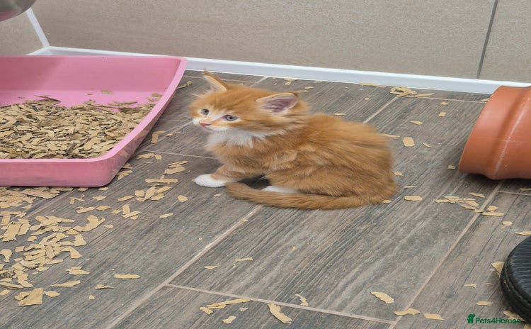 Maine Coon cats - Advert 9