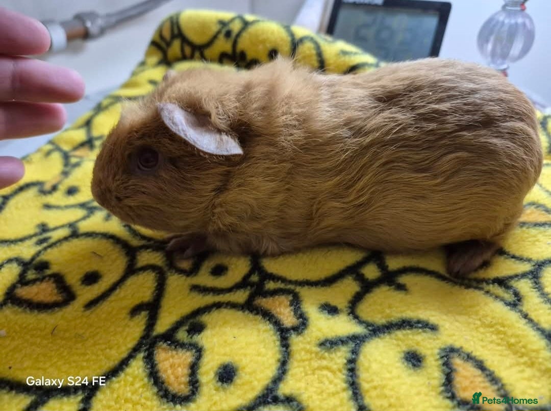 Guinea Pig rodents Boars (males) available for rehoming - Advert 2