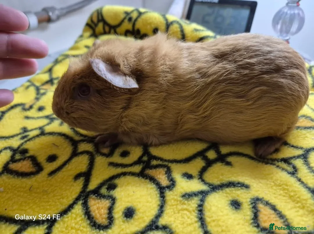 Guinea Pig rodents for sale: Boars (males) available for rehoming - Advert 2
