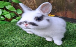 Netherland Dwarf rabbits for sale: PURE BRED NETHERLAND DWARFS - VACCINATED READY NOW - Advert 6