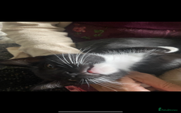 Mixed Breed cats for sale: Last kitten available 💙💙💙 - Image 13