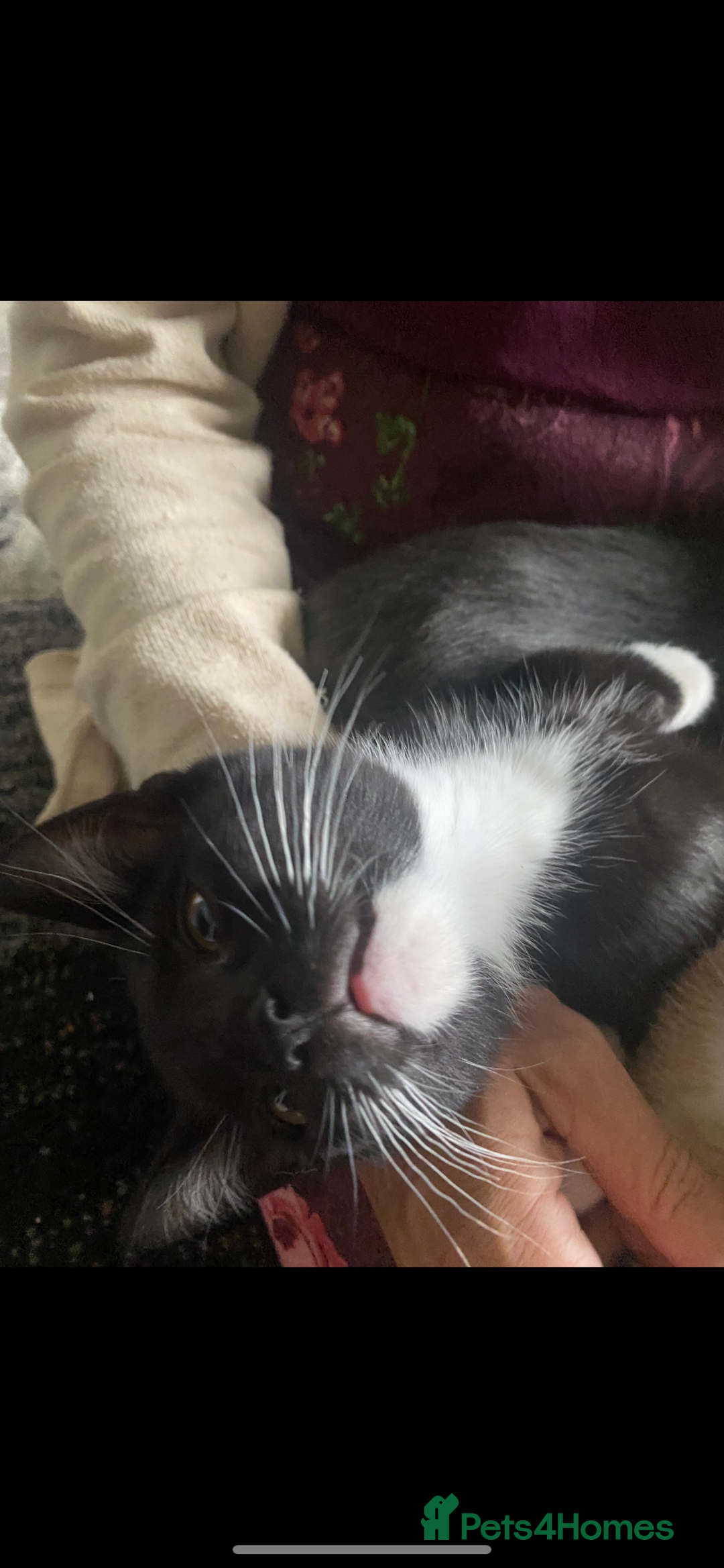 Mixed Breed cats for sale: Last kitten available 💙💙💙 - Image 13