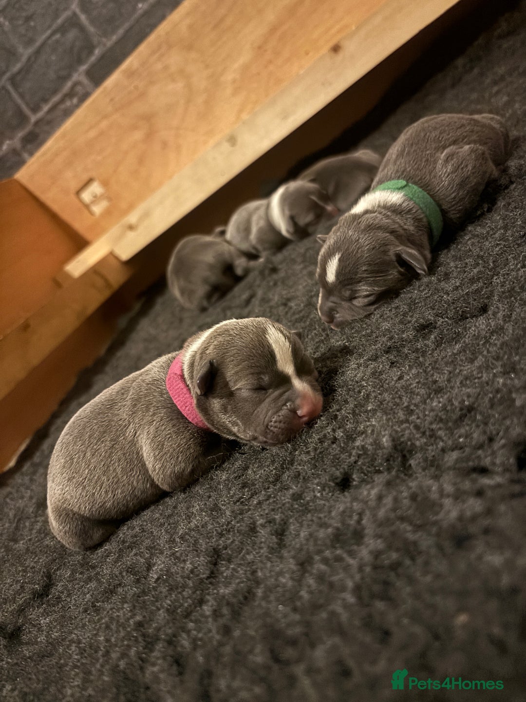 Staffordshire Bull Terrier dogs for sale: KC Blue and White Staffys - Image 4
