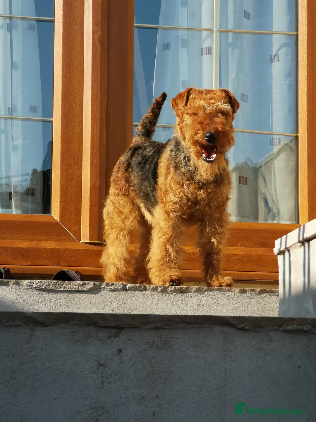 Welsh Terrier dogs for sale: Beautiful Welsh terrior puppies for sale  in Tonypandy - Advert 1