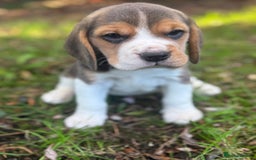 Beagle dogs for sale: KC REGISTERED SHOW TUOE BEAGLE PUPPIES  - Image 13