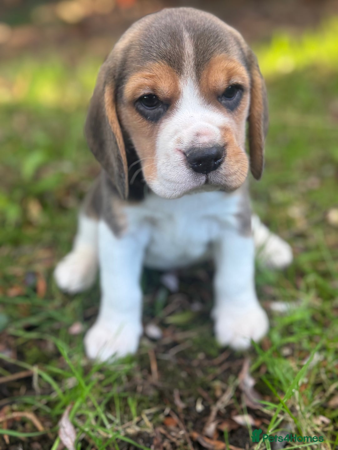 Beagle dogs for sale: KC REGISTERED SHOW TUOE BEAGLE PUPPIES  - Image 13