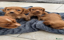 Cocker Spaniel dogs for sale: 8 beautiful working cocker spaniels  🏠  - Image 10
