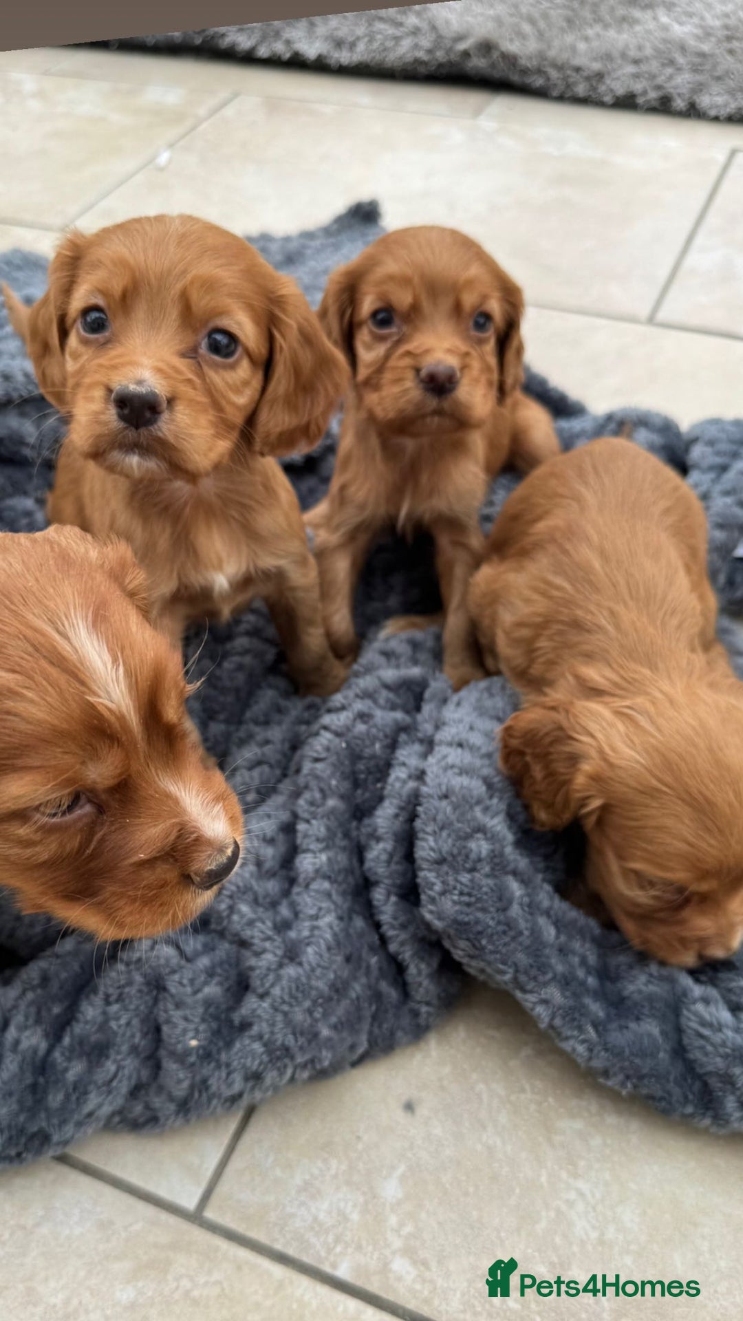 Cocker Spaniel dogs for sale: 8 beautiful working cocker spaniels  🏠  - Image 10