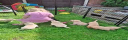 Labrador Retriever dogs for sale: Labrador Pups KC Reg.  - Advert 24