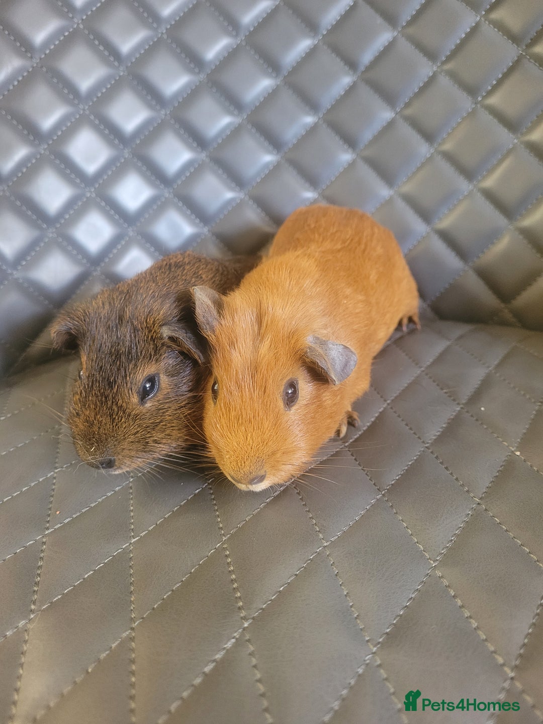 Guinea Pig rodents for sale: Beautiful Baby boy guinea pigs  - Image 5