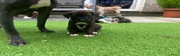 Mixed Breed dogs for sale: Blue American staffies - Advert 7