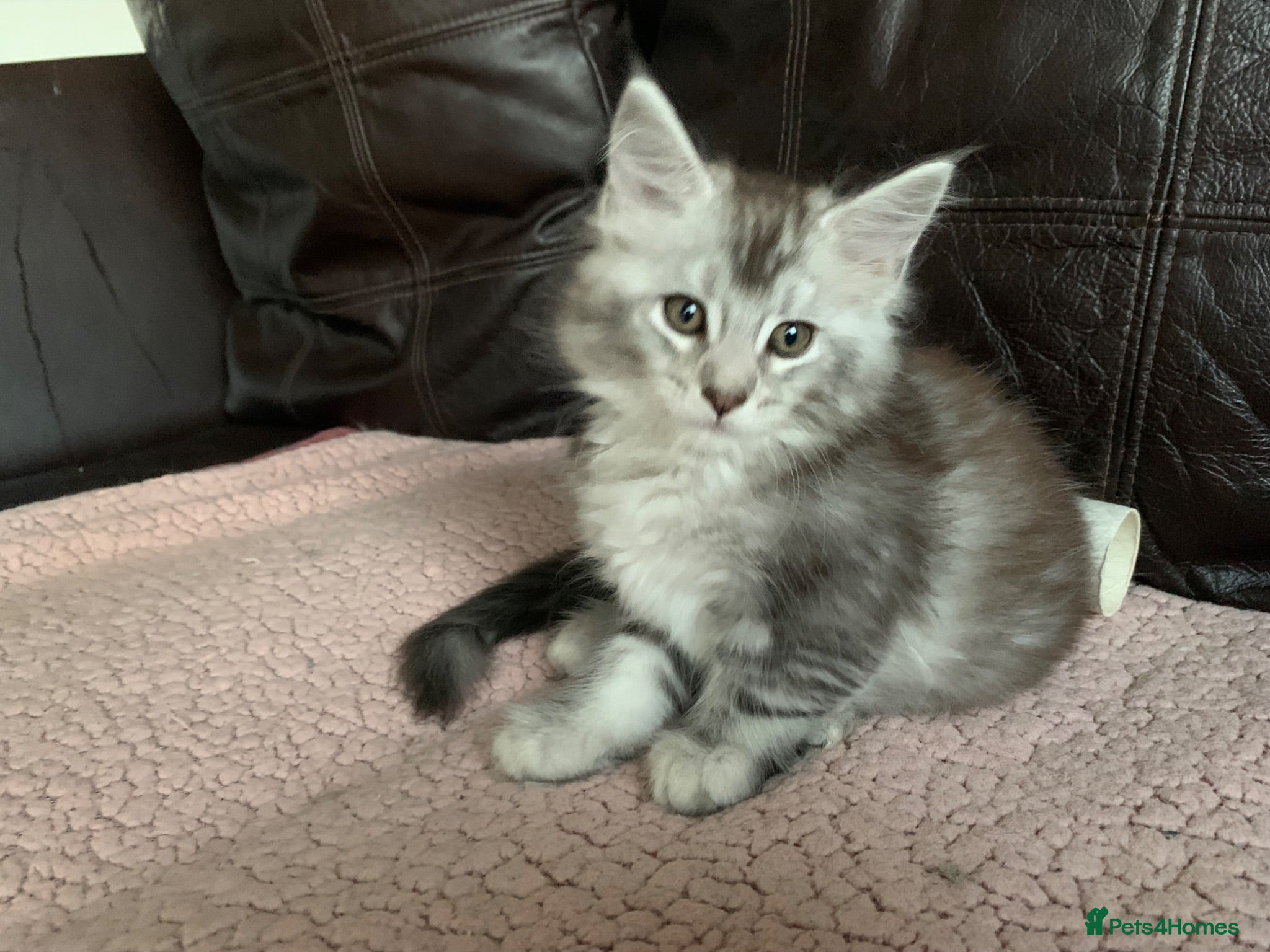Maine Coon cats Pedigree GCCF Registered Maine Coon kittens - Advert 2