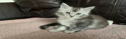 Maine Coon cats for sale: Pedigree GCCF Registered Maine Coon kittens - Advert 4