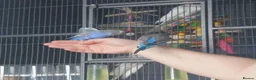 Mixed Breed birds for sale: Hand tame pair of budgies and semi tame Quaker  - Advert 6